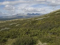 Juniperus communis ssp communis 25, Jeneverbes, habitat, Saxifraga-Willem van Kruijsbergen