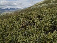 Juniperus communis ssp communis 27, Jeneverbes, Saxifraga-Willem van Kruijsbergen