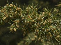 Juniperus communis ssp communis 68, Jeneverbes, Saxifraga-Willem van Kruijsbergen