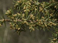 Juniperus communis ssp communis 69, Jeneverbes, Saxifraga-Willem van Kruijsbergen