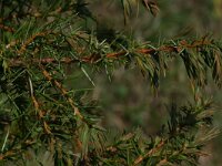 Juniperus communis ssp communis 72, Jeneverbes, Saxifraga-Willem van Kruijsbergen