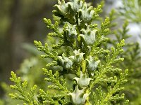 Juniperus foetidissima 1, Saxifraga-Jan van der Straaten