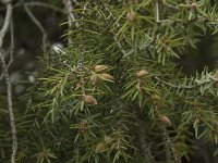 Juniperus oxycedrus 1, Saxifraga-Willem van Kruijsbergen