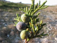Juniperus sabina 1, Saxifraga-Jasenka Topic