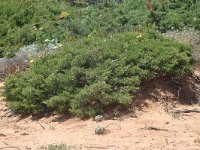 Juniperus turbinata 1, Saxifraga-Jan van der Straaten