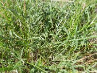 Jurinea cyanoides 3, Saxifraga-Rutger Barendse