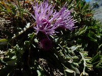 Jurinea humilis 3, Saxifraga-Ed Stikvoort : Espinama - Fuente Dé - Regugio de Aliva s9900
