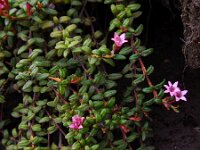 Kalmia procumbens 2, Saxifraga-Ed Stikvoort