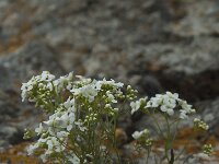 Kernera saxatilis 10, Saxifraga-Willem van Kruijsbergen