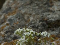 Kernera saxatilis 11, Saxifraga-Willem van Kruijsbergen