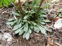 Kernera saxatilis 13, Saxifraga-Rutger Barendse