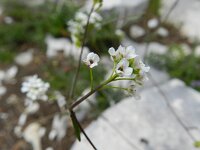 Kernera saxatilis 14, Saxifraga-Rutger Barendse