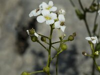 Kernera saxatilis 2, Saxifraga-Jan van der Straaten