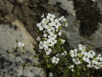 Kernera saxatilis 3, Saxifraga-Jan van der Straaten