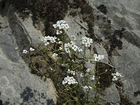 Kernera saxatilis 4, Saxifraga-Jan van der Straaten