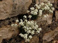 Kernera saxatilis 6, Saxifraga-Annemiek Bouwman