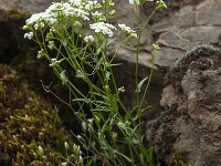 Kernera saxatilis 7, Saxifraga-Willem van Kruijsbergen