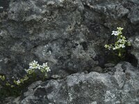 Kernera saxatilis 8, Saxifraga-Willem van Kruijsbergen