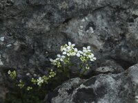 Kernera saxatilis 9, Saxifraga-Willem van Kruijsbergen