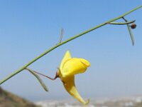 Kickxia scoparia 2, Saxifraga-Rutger Barendse