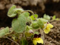 Kickxia spuria 10, Eironde leeuwenbek, Saxifraga-Ed Stikvoort