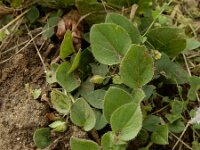 Kickxia spuria 11, Eironde leeuwenbek, Saxifraga-Ed Stikvoort