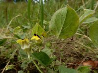 Kickxia spuria 12, Eironde leeuwenbek, Saxifraga-Ed Stikvoort