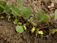 Kickxia spuria 13, Eironde leeuwenbek, Saxifraga-Ed Stikvoort