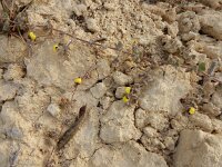 Kickxia spuria 17, Eironde leeuwenbek, Saxifraga-Ed Stikvoort