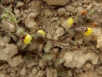 Kickxia spuria 19, Eironde leeuwenbek, Saxifraga-Ed Stikvoort