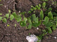 Kickxia spuria 2, Eironde leeuwenbek, Saxifraga- Peter Meininger