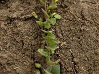 Kickxia spuria 3, Eironde leeuwenbek, Saxifraga-Ed Stikvoort