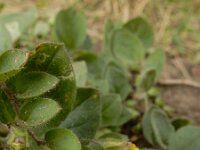 Kickxia spuria 4, Eironde leeuwenbek, Saxifraga-Ed Stikvoort