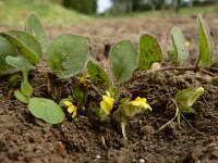 Kickxia spuria 5, Eironde leeuwenbek, Saxifraga-Ed Stikvoort