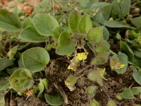 Kickxia spuria 6, Eironde leeuwenbek, Saxifraga-Ed Stikvoort