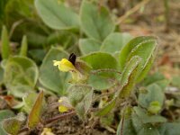 Kickxia spuria 7, Eironde leeuwenbek, Saxifraga-Ed Stikvoort