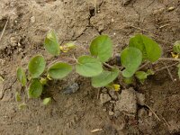 Kickxia spuria 8, Eironde leeuwenbek, Saxifraga-Ed Stikvoort