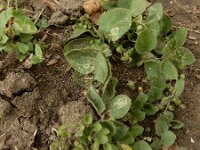 Kickxia spuria 9, Eironde leeuwenbek, Saxifraga-Ed Stikvoort