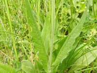 Knautia drymeia 2, Saxifraga-Rutger Barendse