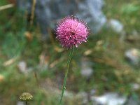 Knautia illyrica 2, Saxifraga-Jan van der Straaten