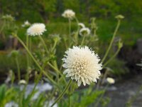 Knautia montana 2, Saxifraga-Ed Stikvoort