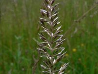 Koeleria pyramidata 2, Breed fakkelgras, Saxifraga-Jan Willem Jongepier