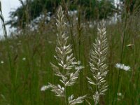 Koeleria pyramidata 3, Breed fakkelgras, Saxifraga-Jan Willem Jongepier