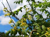 Koelreuteria paniculata 1, Gele zeepboom, Saxifraga-Rutger Barendse