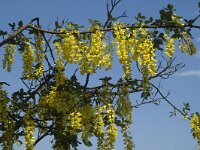 Laburnum alpinum 2, Saxifraga-Marijke Verhagen