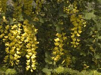 Laburnum alpinum 5, Saxifraga-Marijke Verhagen
