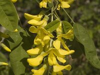 Laburnum alpinum 1, Saxifraga-Jan van der Straaten