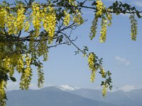 Laburnum alpinum 3, Saxifraga-Jan van der Straaten