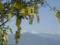 Laburnum alpinum 4, Saxifraga-Marijke Verhagen