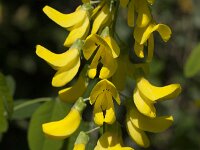 Laburnum anagyroides 13, Gouden regen, Saxifraga-Jan van der Straaten